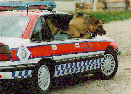 Dog Car   Copyright ©